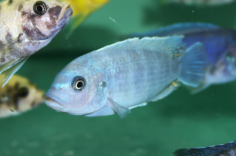 Maylandia zebra 'Jalo Reef'